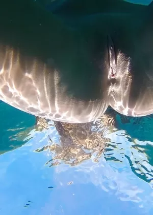 Hot chicks Amirah Adara and Nia Black swimming naked outdoors